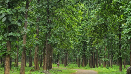 Teak-Farming