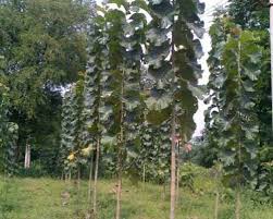 Sagwan Plant