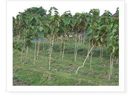 Sagwan Plantation in Sitapur