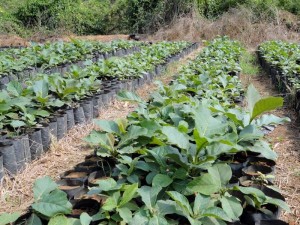 Hybrid Sagwan in Bihar