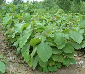 Sagwan Plantation in Pilibhit