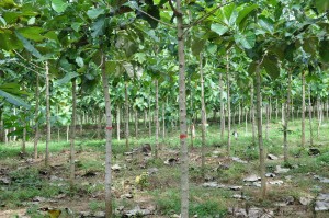 Sagwan Plantation in Agra
